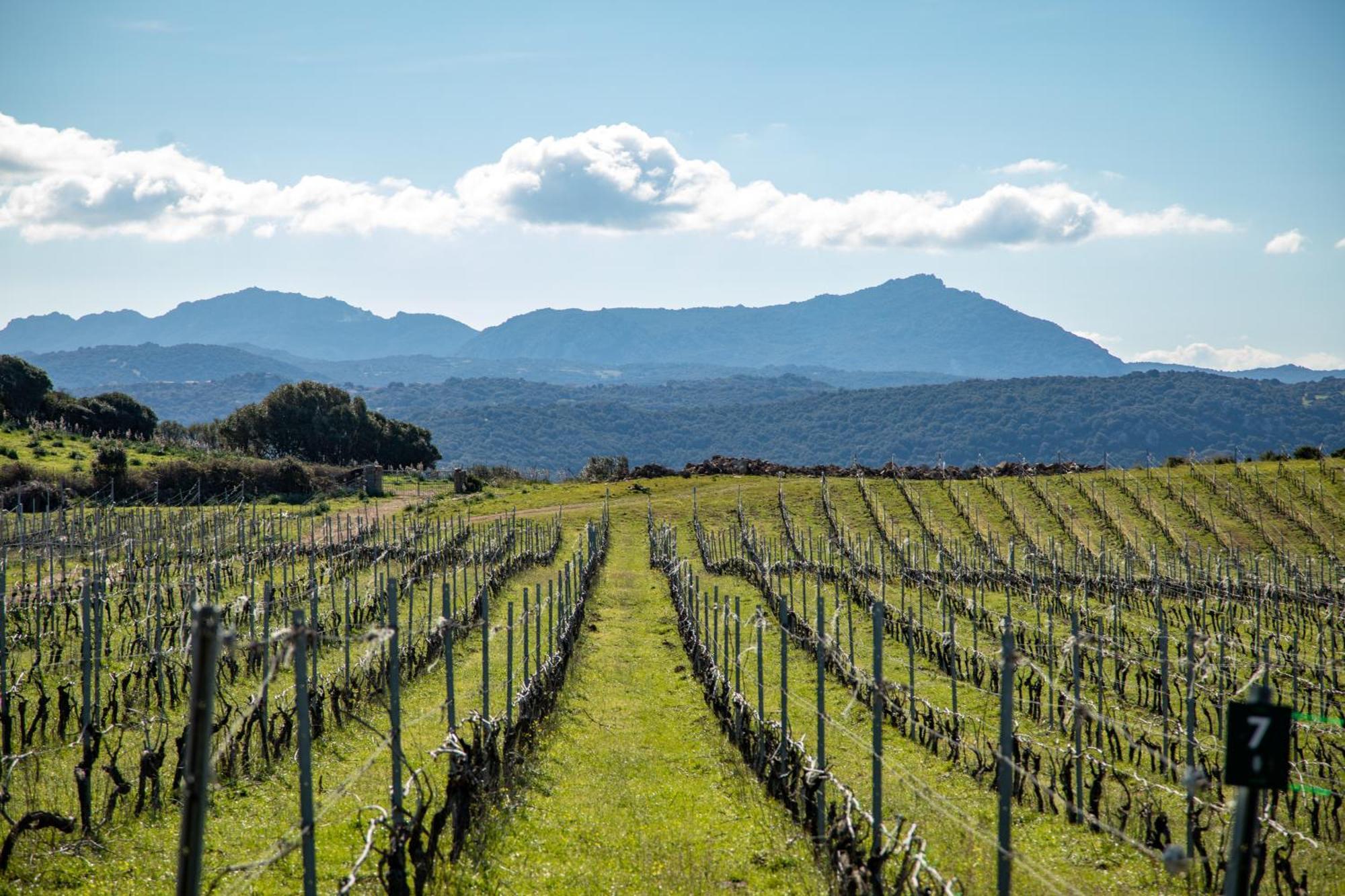 فيلا Cantina&Agriturismo Canu Luogosanto المظهر الخارجي الصورة