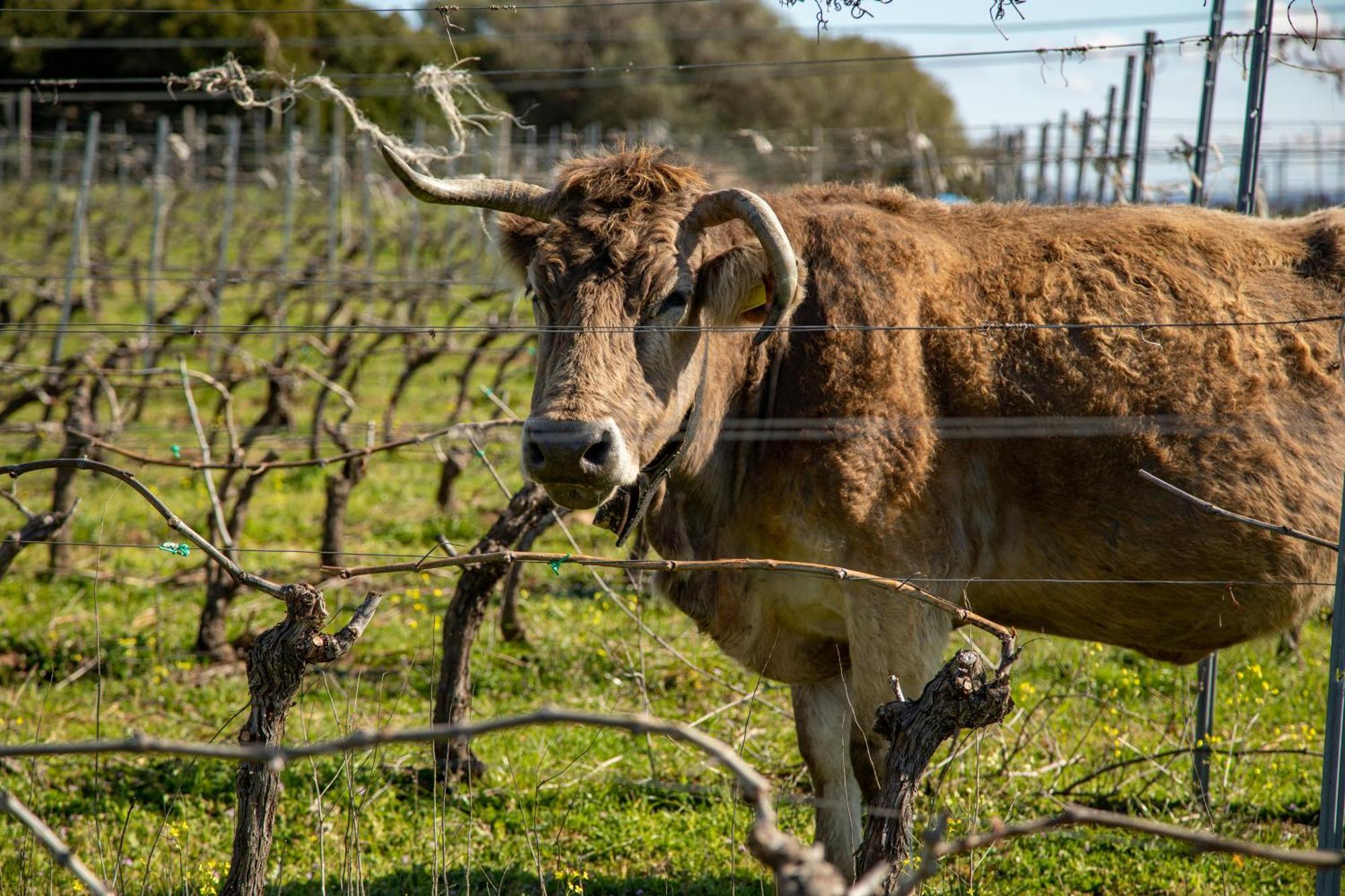 فيلا Cantina&Agriturismo Canu Luogosanto المظهر الخارجي الصورة